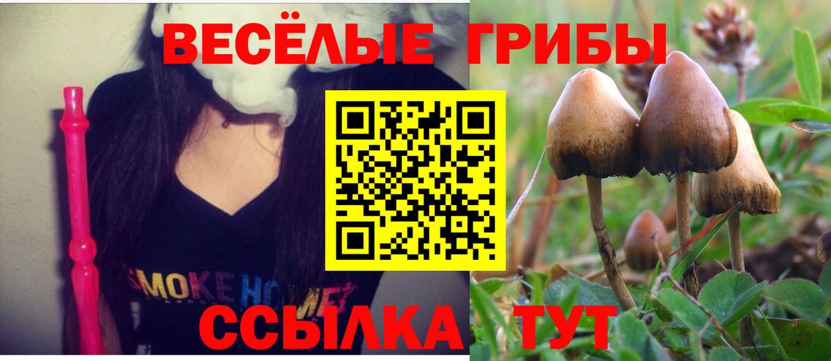 Галлюциногенные грибы Psilocybe Нижнекамск